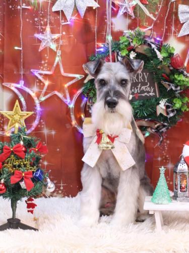 20231217小鉄くん